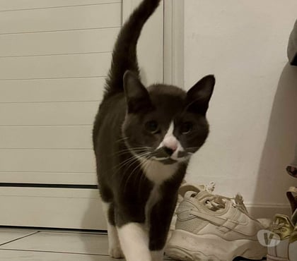 Vente animaux Bois de Cene Vendée - Photos Vivastreet Mijota chatte adulte