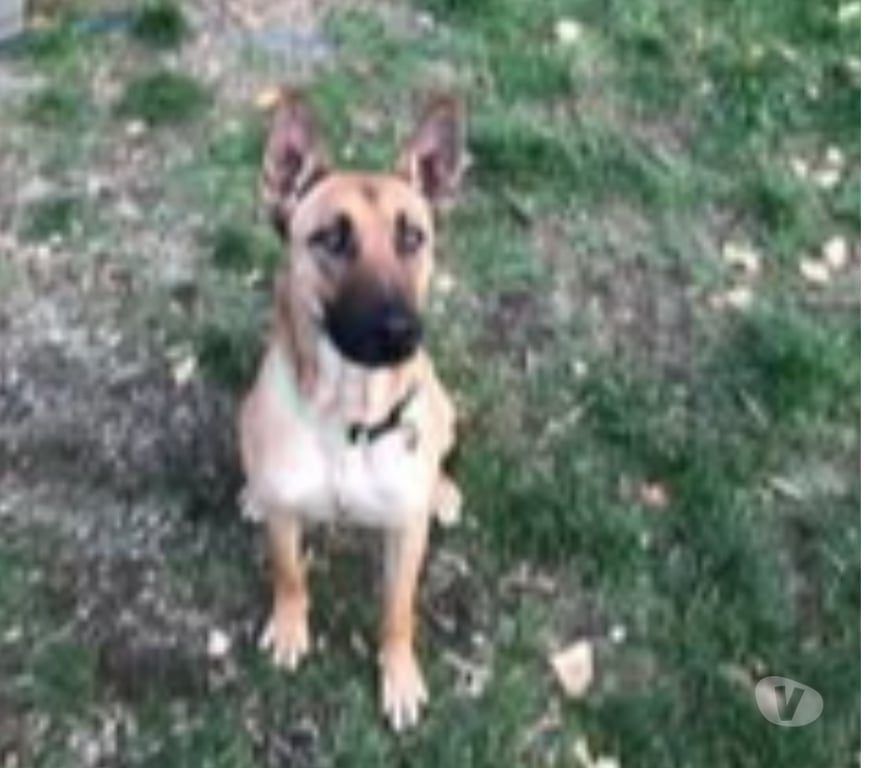 Don animaux Drôme Peyrins - 26380 - Photos Vivastreet Chien VEGGO à l adoption