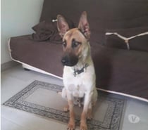Chien VEGGO à l adoption