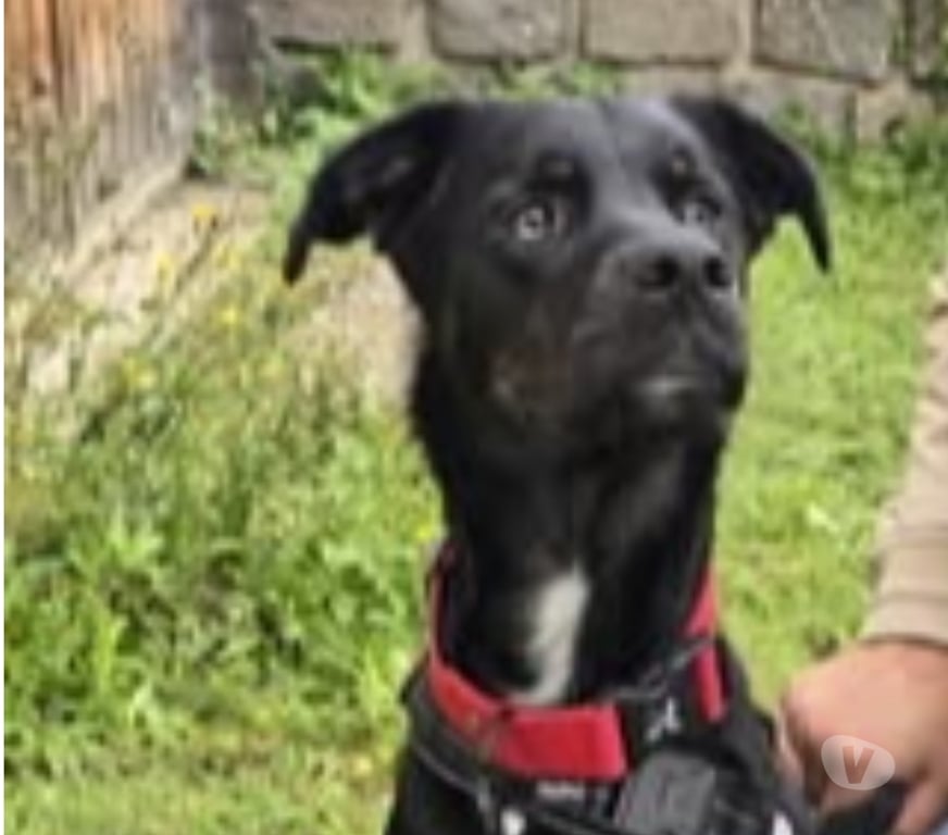 Don animaux Ardèche Peyraud - 07340 - Photos Vivastreet Chien VALKO à l adoption