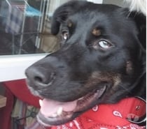 Chien VALKO à l adoption