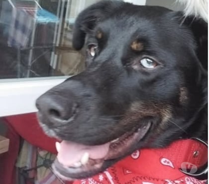 Don Peyraud Ardèche - Photos Vivastreet Chien VALKO à l adoption