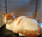Apollon chaton roux et blanc