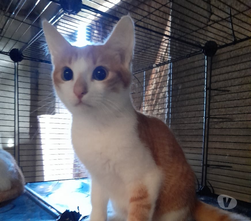 Vente Vendée Bois de Cene - 85710 - Photos Vivastreet Apollon chaton roux et blanc