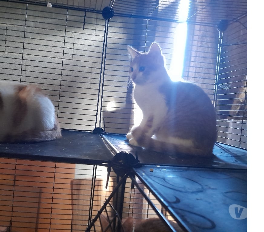 Vente Vendée Bois de Cene - 85710 - Photos Vivastreet Arossa chatonne roux et blanc