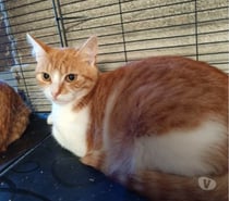 Arossa chatonne roux et blanc