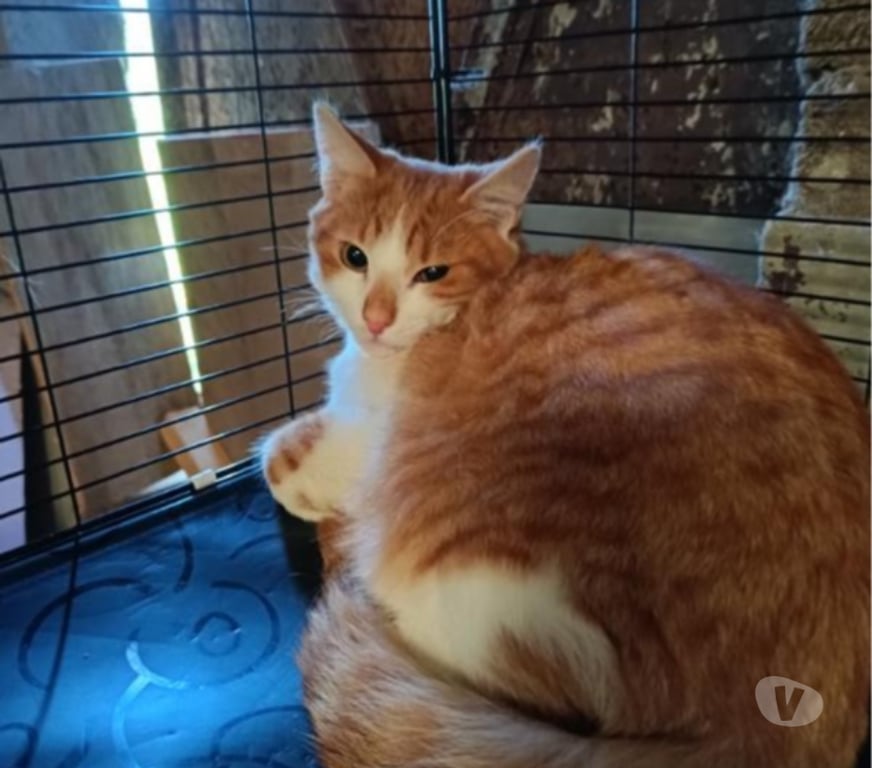 Vente Vendée Bois de Cene - 85710 - Photos Vivastreet Aston chaton roux et blanc