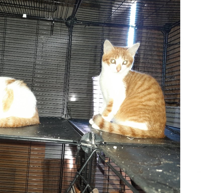 Vente Vendée Bois de Cene - 85710 - Photos Vivastreet Aston chaton roux et blanc