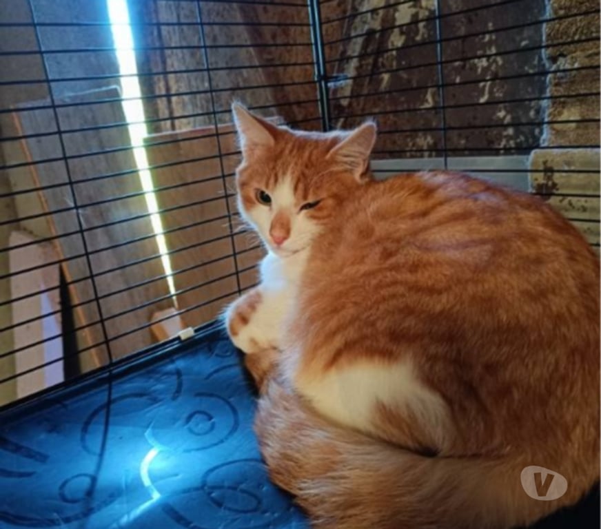 Vente Vendée Bois de Cene - 85710 - Photos Vivastreet Aston chaton roux et blanc