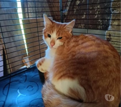 Vente Bois de Cene Vendée - Photos Vivastreet Aston chaton roux et blanc