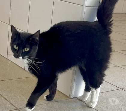 Adoption animaux Athee Mayenne - Photos Vivastreet ANNETTE, chatte blanc noire, 4 ans type européen, non lof