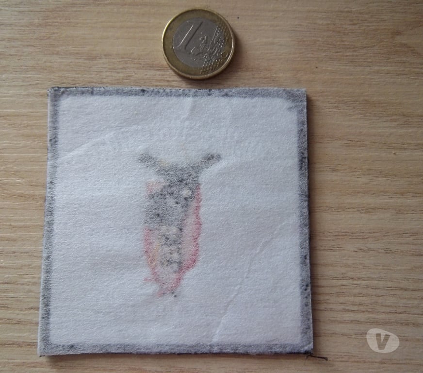 Collection Manche Valognes - 50700 - Photos Vivastreet écusson militaire 9e régiment de chasseurs parachutistes