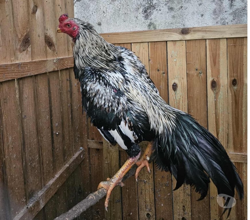 Vente Charente Angouleme - 16000 - Photos Vivastreet Coq américain viet