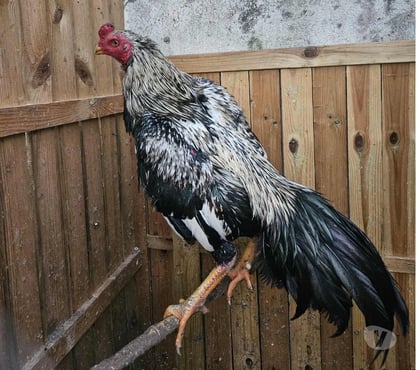 Vente Angouleme Charente - Photos Vivastreet Coq américain viet