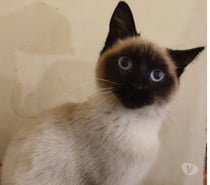 Chat NIVA à l adoption