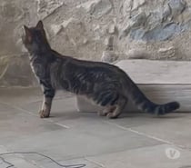 Chat XENA à l adoption