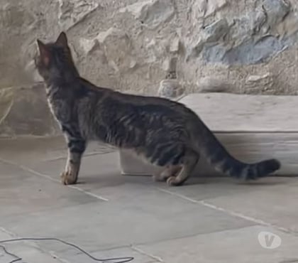 Adoption animaux Livron sur Drome Drôme - Photos Vivastreet Chat XENA à l adoption