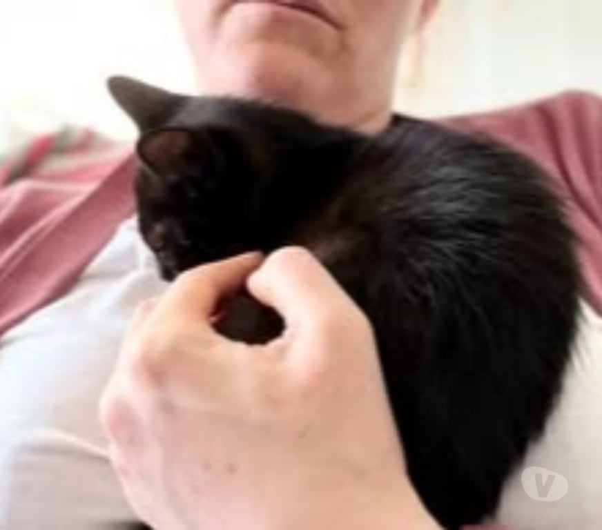 Don animaux Drôme Pierrelatte - 26700 - Photos Vivastreet Chat CARBONE à l adoption