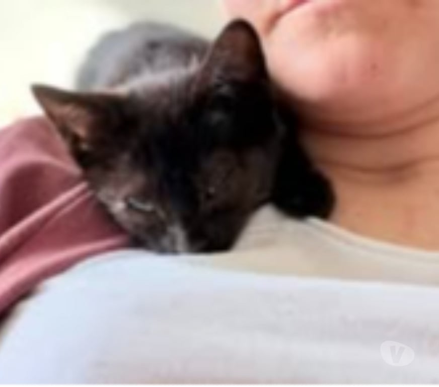 Don animaux Drôme Pierrelatte - 26700 - Photos Vivastreet Chat CARBONE à l adoption
