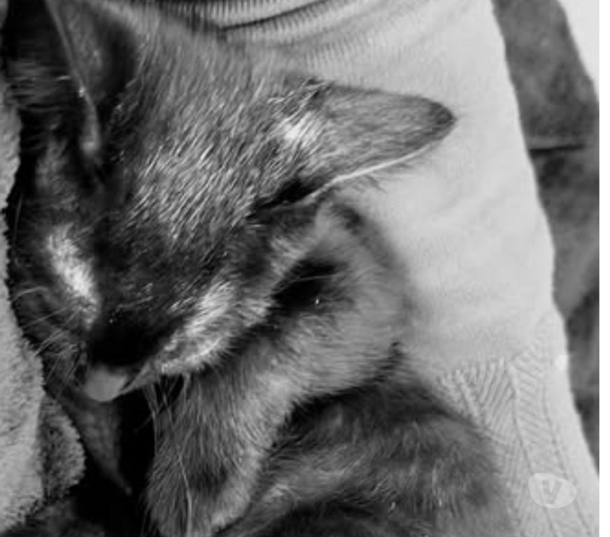 Don animaux Drôme Pierrelatte - 26700 - Photos Vivastreet Chat CARBONE à l adoption