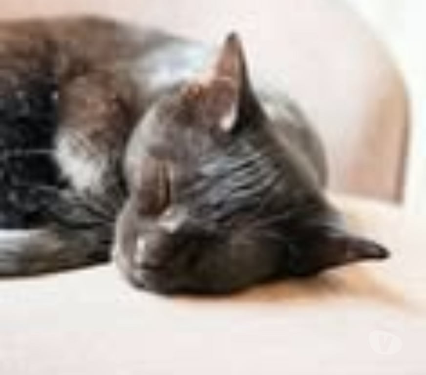 Don animaux Drôme Pierrelatte - 26700 - Photos Vivastreet Chat CHROME à l adoption