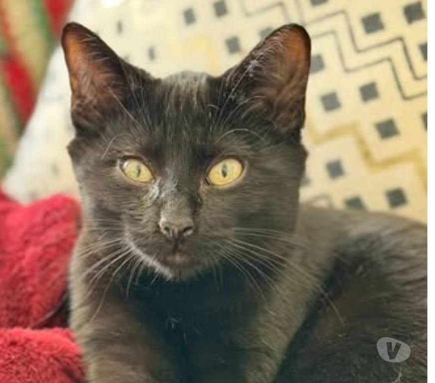 Don animaux Drôme Pierrelatte - 26700 - Photos Vivastreet Chat CHROME à l adoption