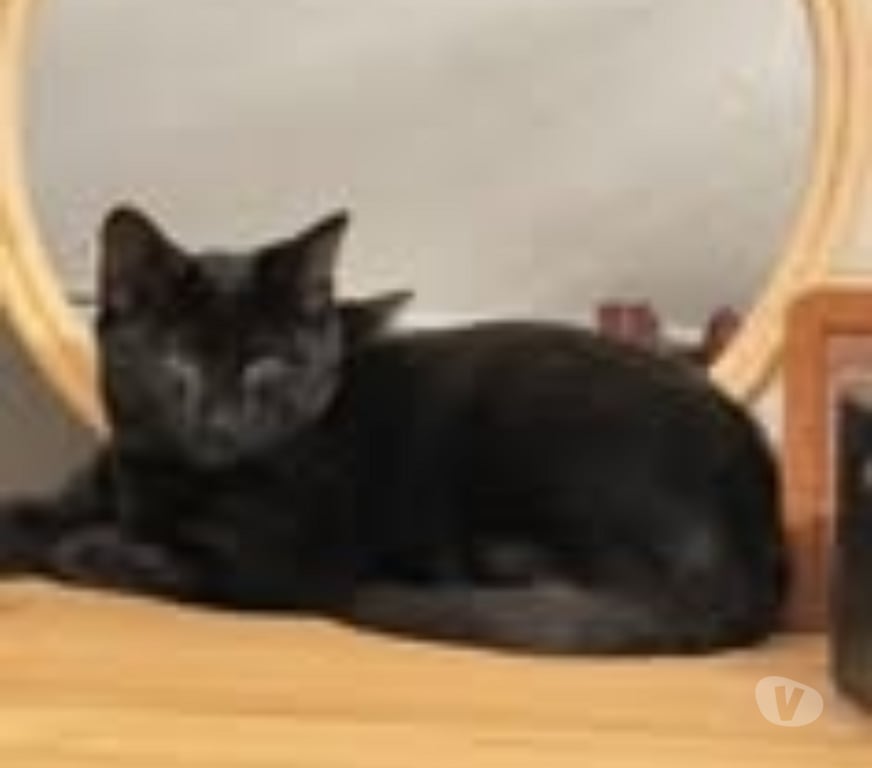 Don animaux Drôme Pierrelatte - 26700 - Photos Vivastreet Chat CHROME à l adoption