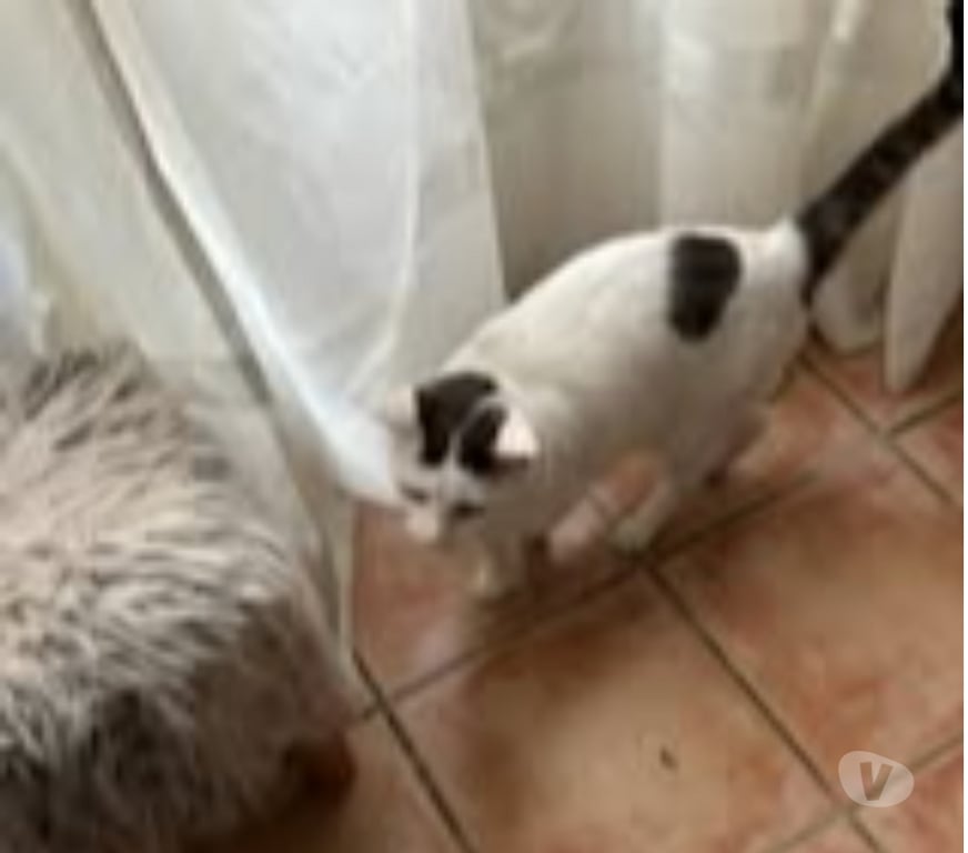 Don animaux Drôme St Restitut - 26130 - Photos Vivastreet Chat BEERUS à l adoption