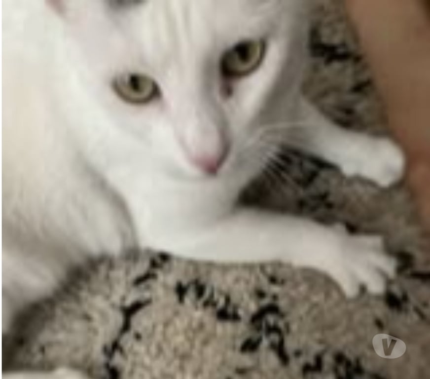 Don animaux Drôme St Restitut - 26130 - Photos Vivastreet Chat BEERUS à l adoption