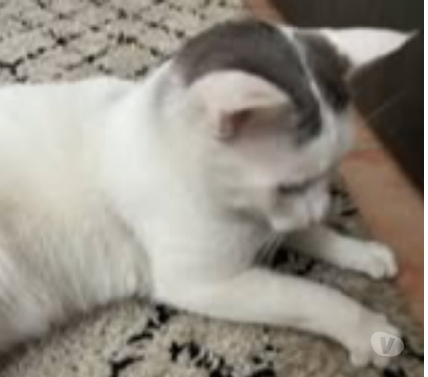 Don animaux Drôme St Restitut - 26130 - Photos Vivastreet Chat BEERUS à l adoption