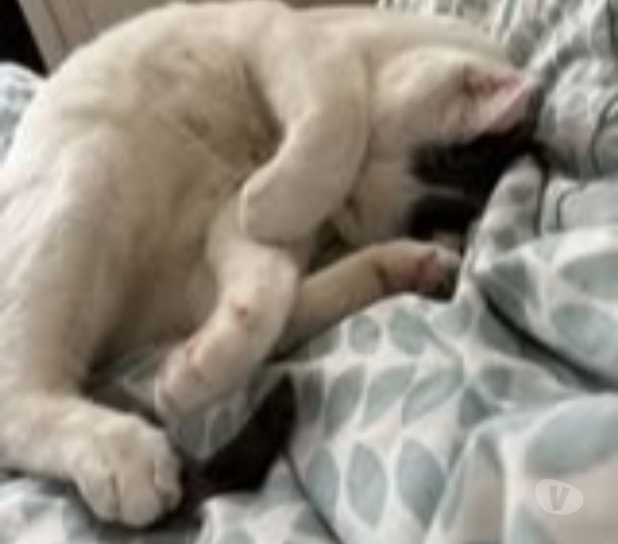 Don animaux Drôme St Restitut - 26130 - Photos Vivastreet Chat BEERUS à l adoption