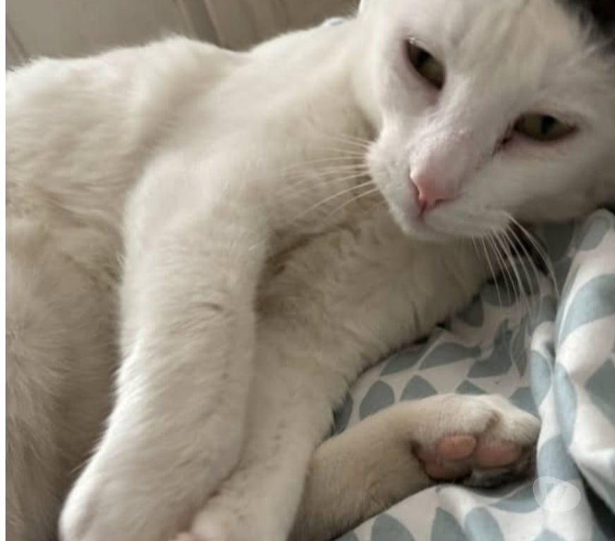 Don animaux Drôme St Restitut - 26130 - Photos Vivastreet Chat BEERUS à l adoption