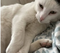 Chat BEERUS à l adoption