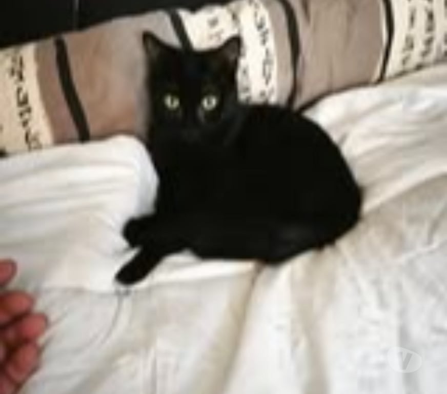 Don animaux Ardèche St Romain de Lerps - 07130 - Photos Vivastreet Chat SCOUBY à l adoption