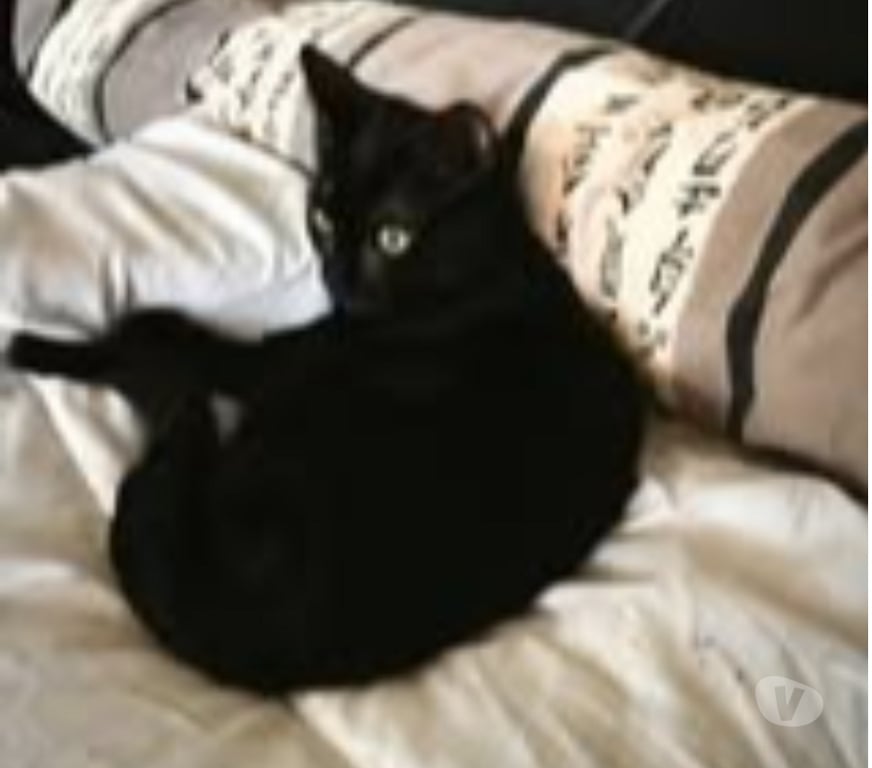 Don animaux Ardèche St Romain de Lerps - 07130 - Photos Vivastreet Chat SCOUBY à l adoption