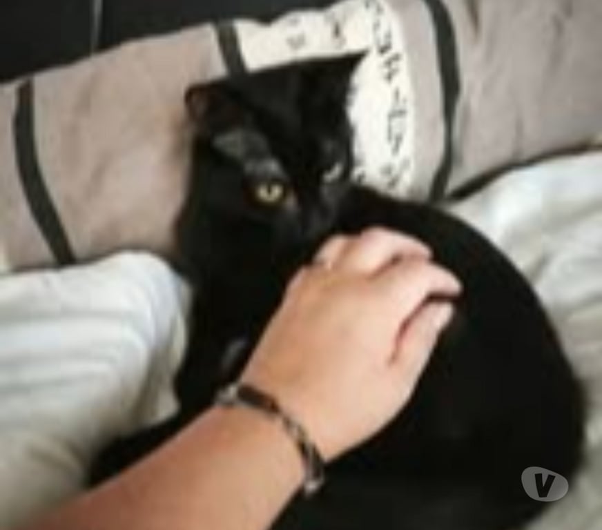 Don animaux Ardèche St Romain de Lerps - 07130 - Photos Vivastreet Chat SCOUBY à l adoption