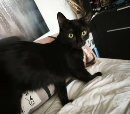 Don animaux St Romain de Lerps Ardèche - Photos Vivastreet Chat SCOUBY à l adoption