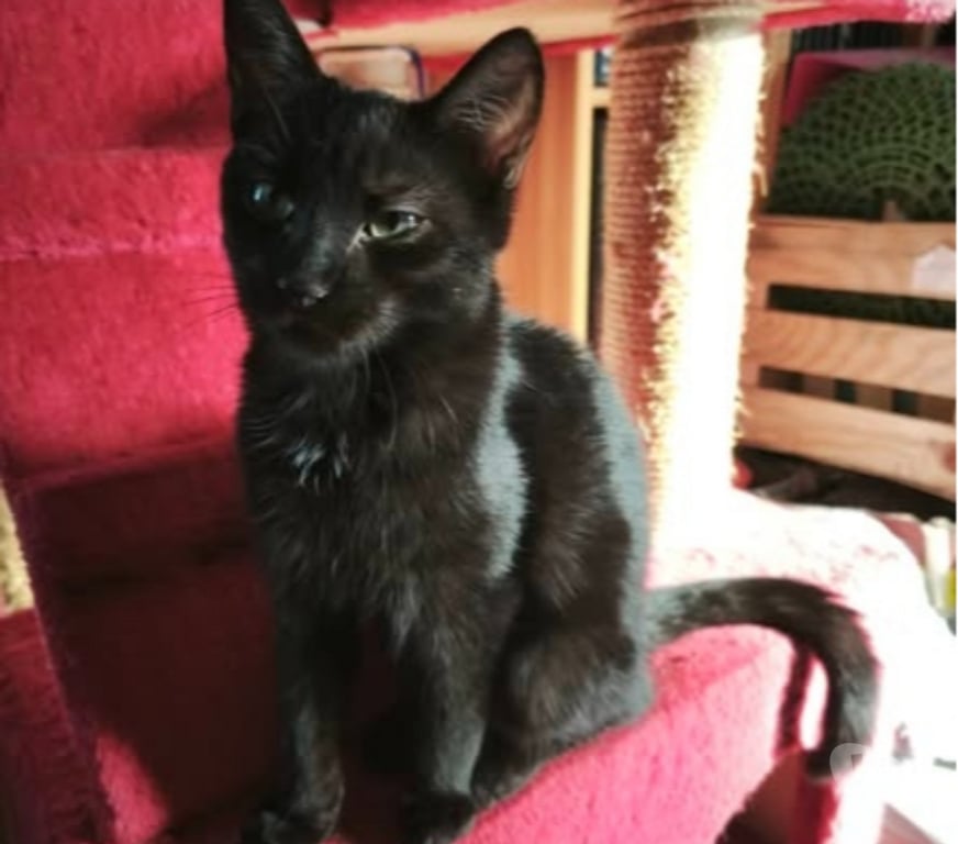 Don animaux Ardèche St Romain de Lerps - 07130 - Photos Vivastreet Chat SAMY à l adoption