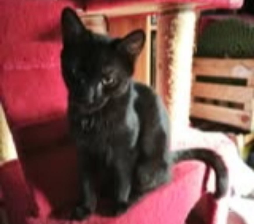 Don animaux Ardèche St Romain de Lerps - 07130 - Photos Vivastreet Chat SAMY à l adoption