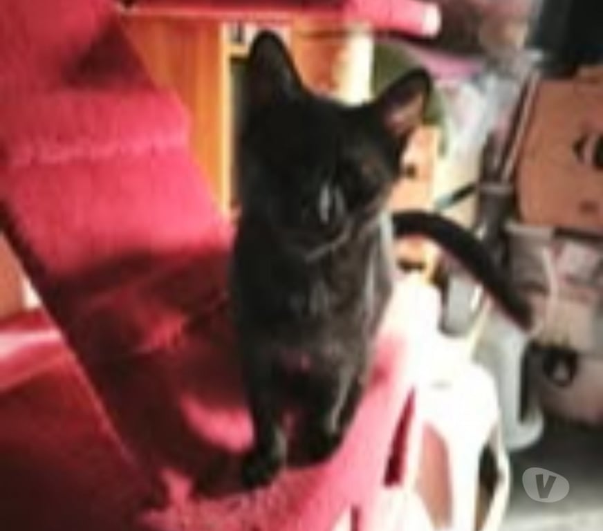 Don animaux Ardèche St Romain de Lerps - 07130 - Photos Vivastreet Chat SAMY à l adoption