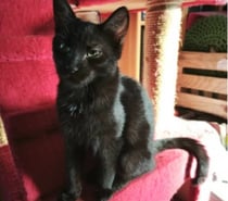 Chat SAMY à l adoption