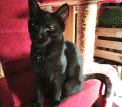 Don animaux St Romain de Lerps Ardèche - Photos Vivastreet Chat SAMY à l adoption