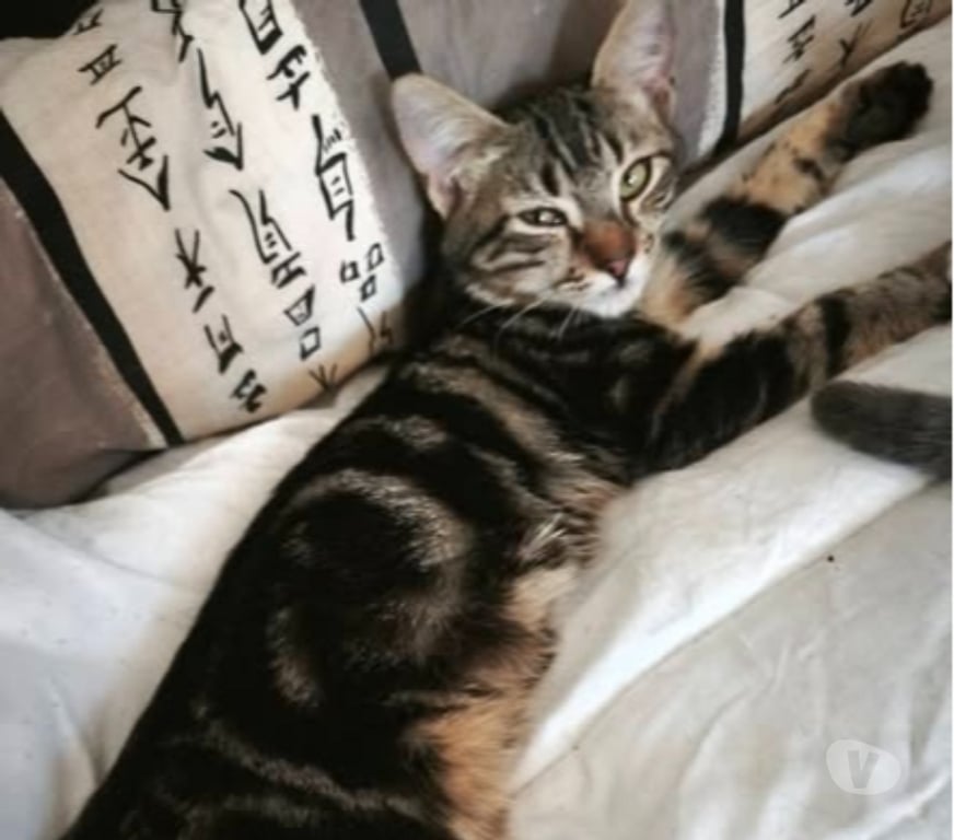 Don animaux Ardèche Balazuc - 07120 - Photos Vivastreet Chat TIGER à l adoption