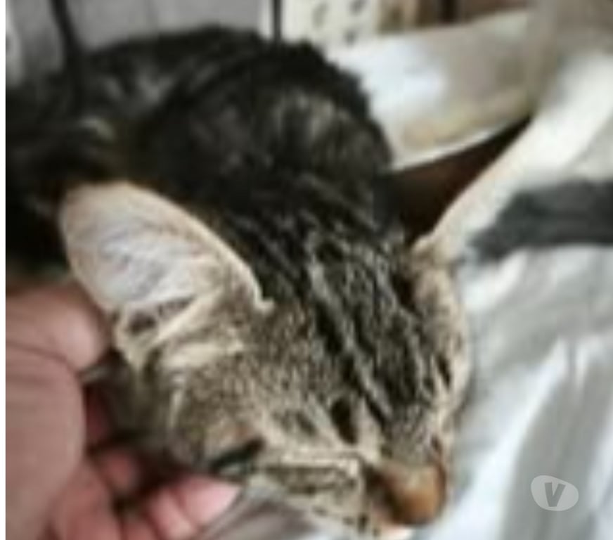 Don animaux Ardèche Balazuc - 07120 - Photos Vivastreet Chat TIGER à l adoption