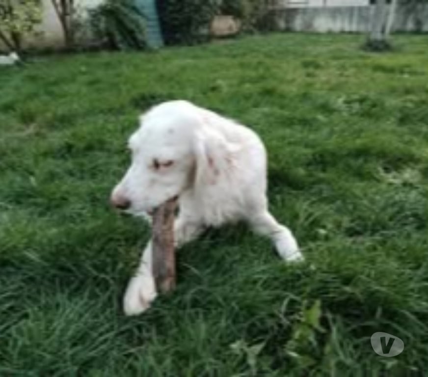 Don animaux Ardèche St Georges les Bains - 07800 - Photos Vivastreet Chien ALPHA à l adoption