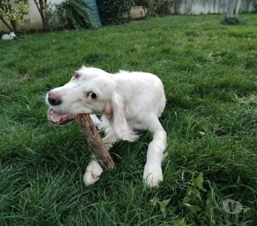 Don animaux Ardèche St Georges les Bains - 07800 - Photos Vivastreet Chien ALPHA à l adoption