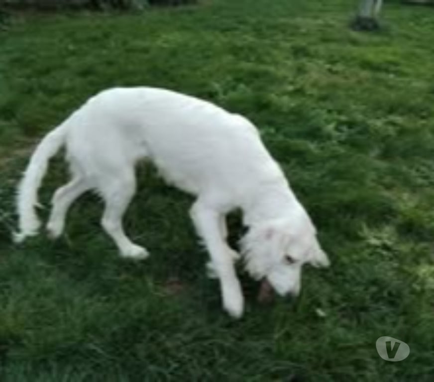 Don animaux Ardèche St Georges les Bains - 07800 - Photos Vivastreet Chien ALPHA à l adoption