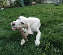 Chien ALPHA à l adoption