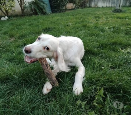 Adoption animaux St Georges les Bains Ardèche - Photos Vivastreet Chien ALPHA à l adoption
