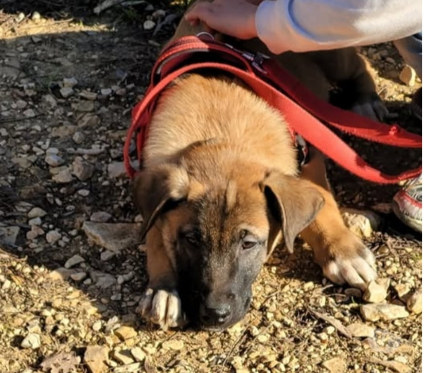 Don animaux Ardèche Meysse - 07400 - Photos Vivastreet Chien ASNO à l adoption